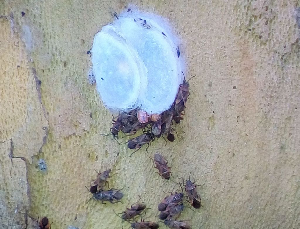 Arocatus longiceps (Lygaeidae) e Corythucha ciliata (Tingidae)