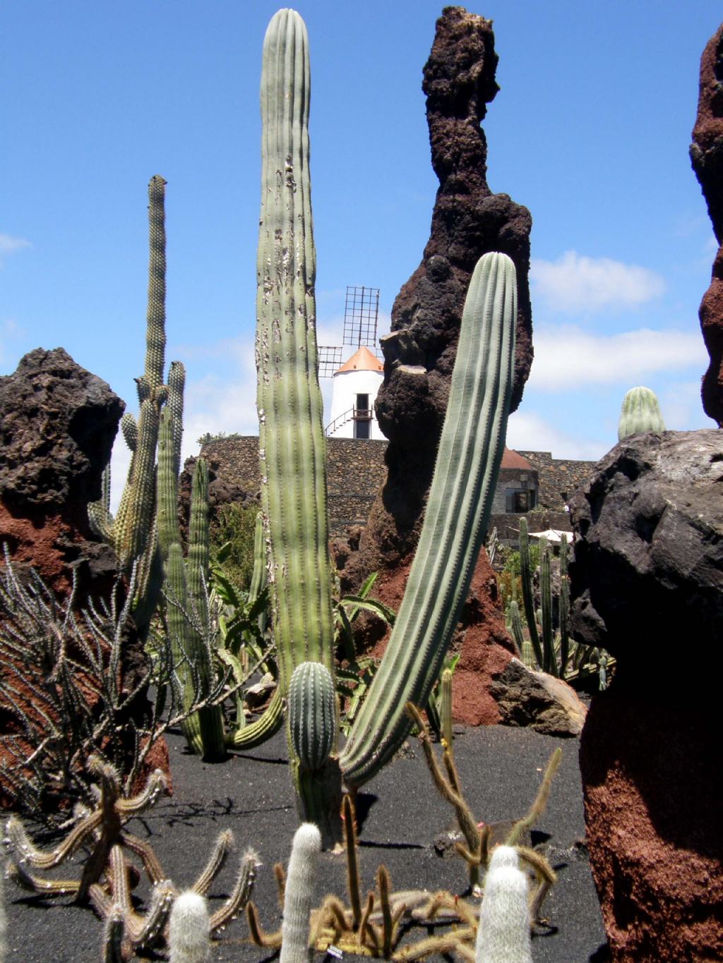 Jardin de Cactus di Lanzarote