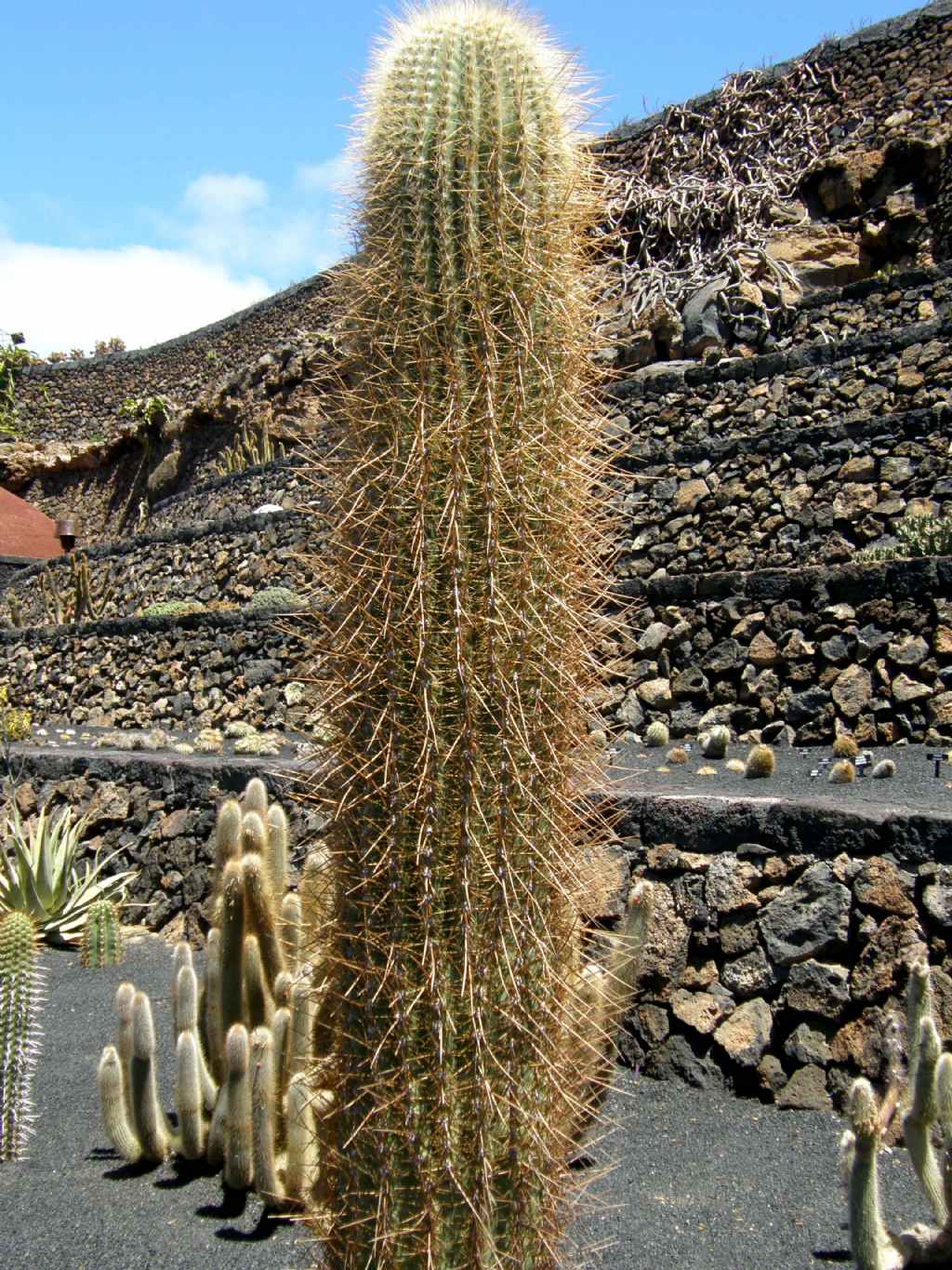 Jardin de Cactus di Lanzarote