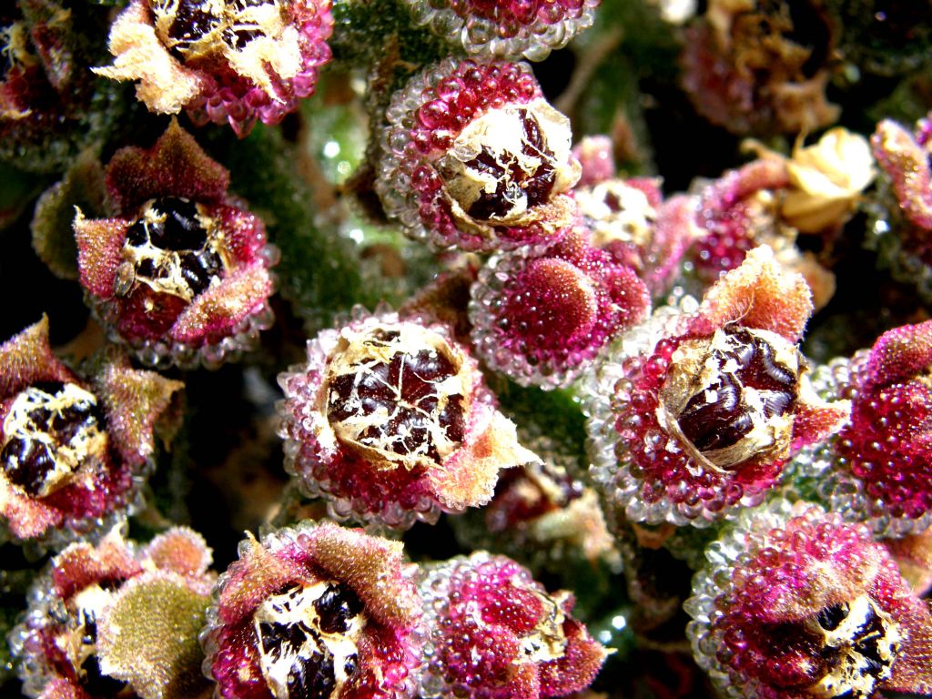 Jardin de Cactus di Lanzarote