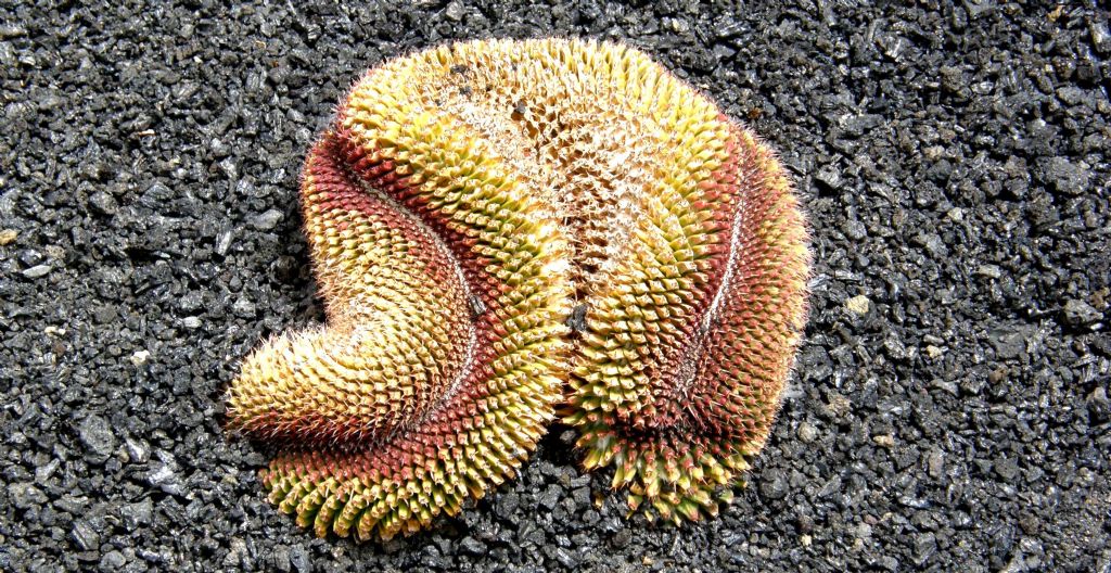 Jardin de Cactus di Lanzarote