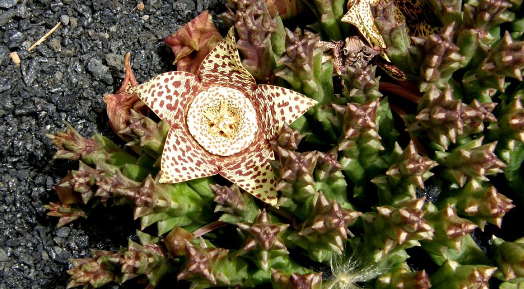 Jardin de Cactus di Lanzarote