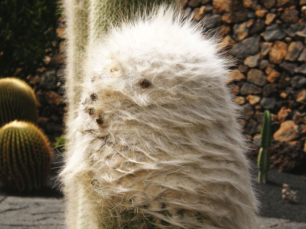 Jardin de Cactus di Lanzarote