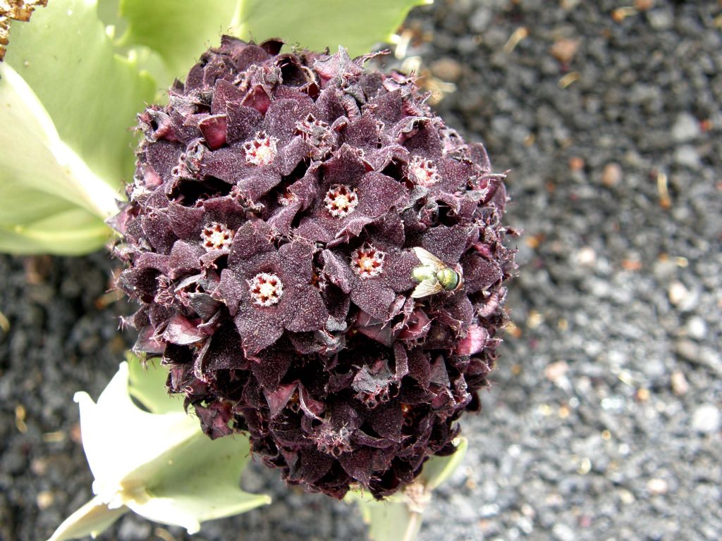 Jardin de Cactus di Lanzarote