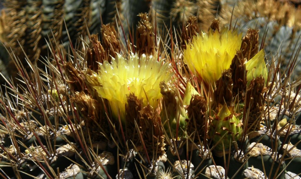 Jardin de Cactus di Lanzarote