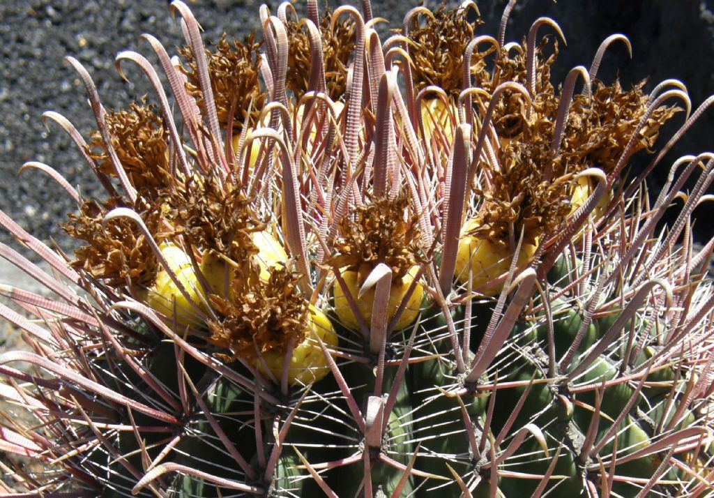 Jardin de Cactus di Lanzarote