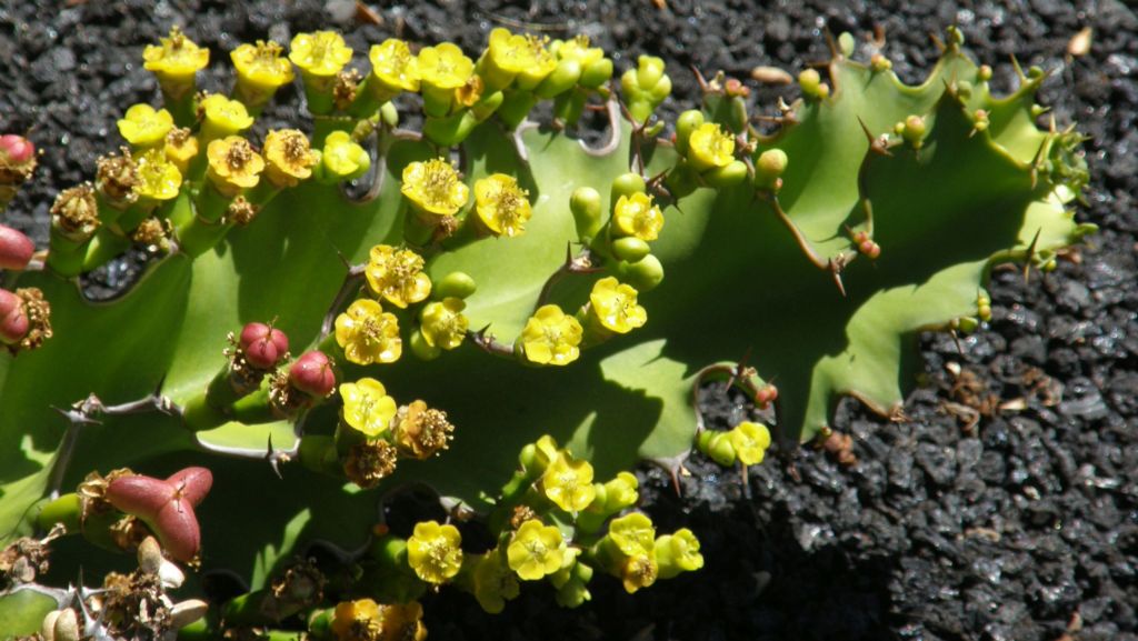 Jardin de Cactus di Lanzarote