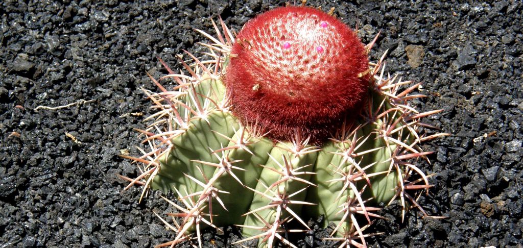 Jardin de Cactus di Lanzarote