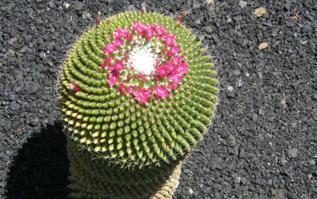 Jardin de Cactus di Lanzarote