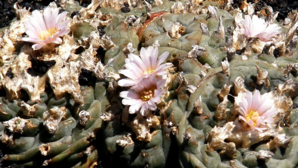 Jardin de Cactus di Lanzarote