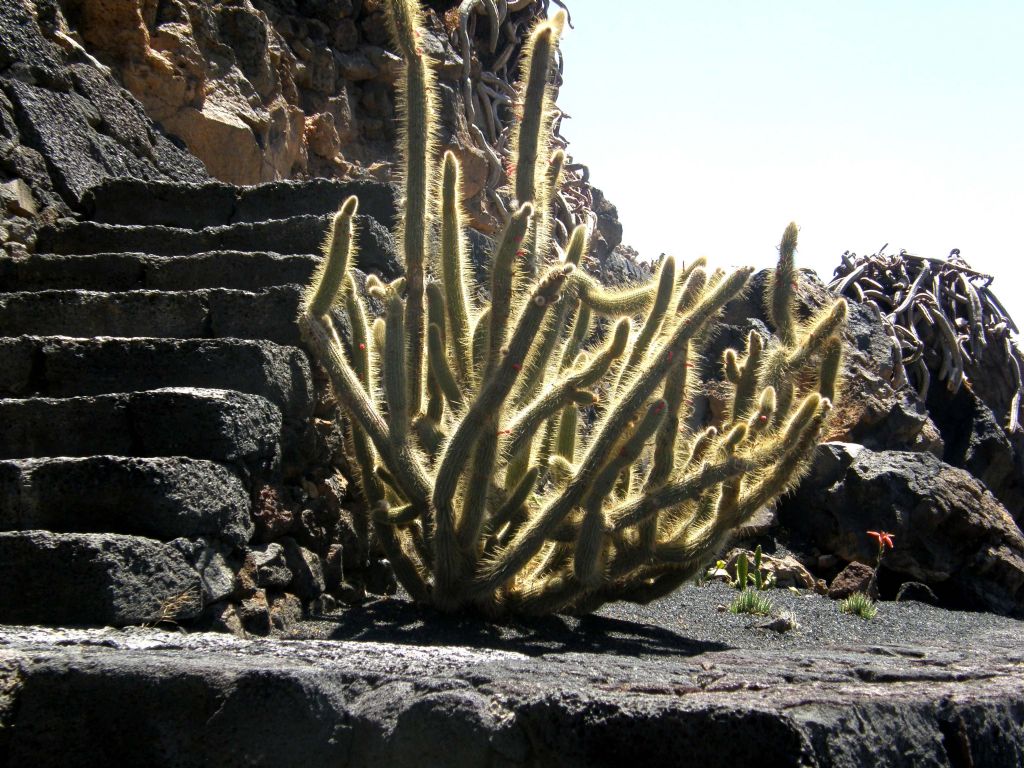 Jardin de Cactus di Lanzarote