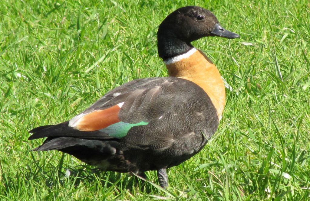 Casarca australiana: Tadorna tadornoides