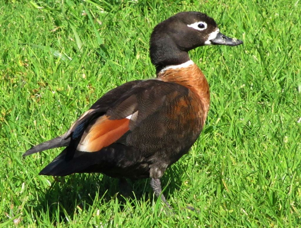 Casarca australiana: Tadorna tadornoides