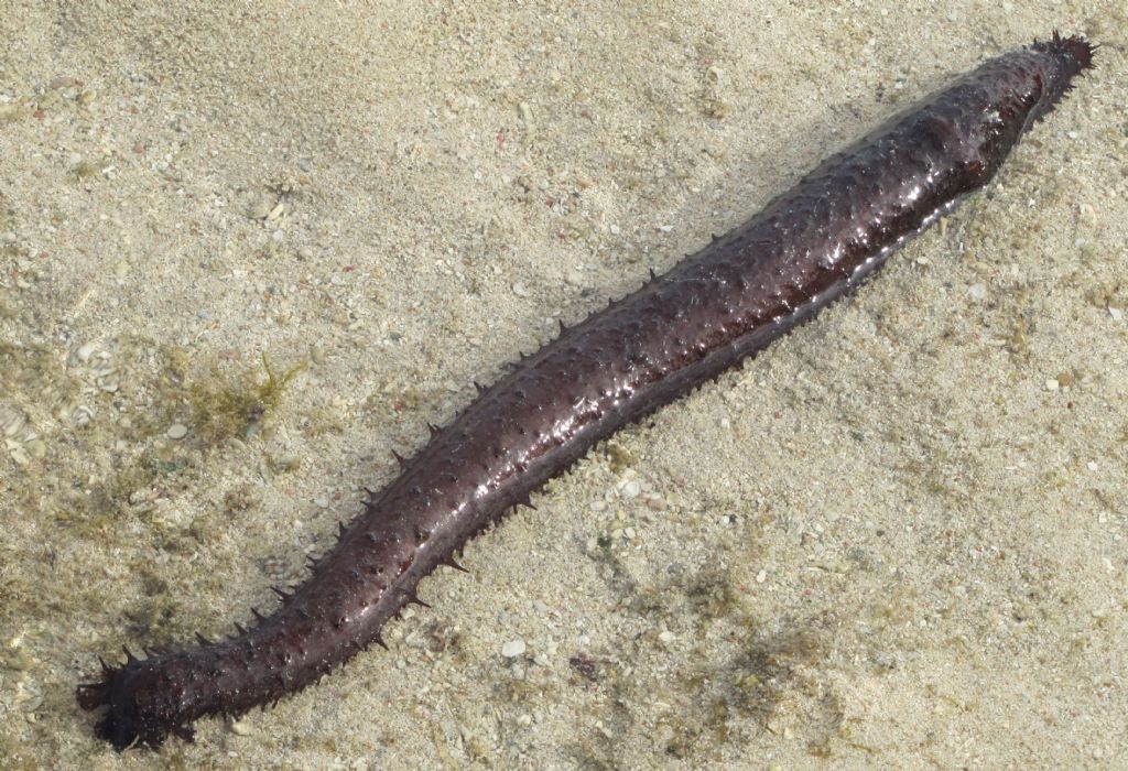Isole Fiji:Synapta cf.maculata (Echinodermata-Holothuroidea)