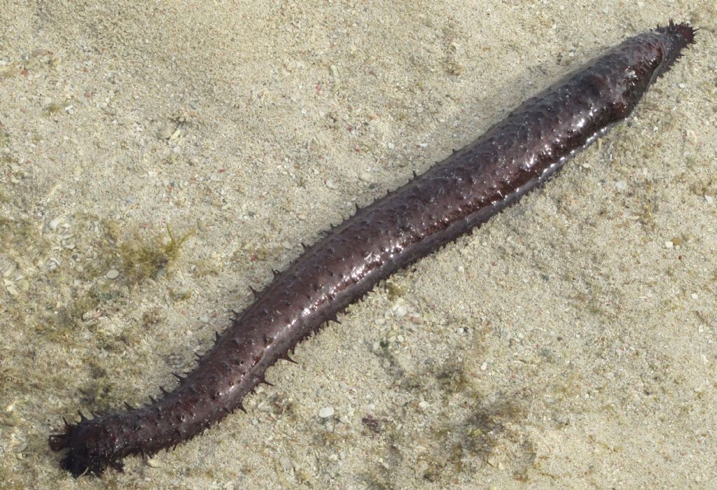 Synapta cfr.maculata (Echinodermata-Holothuroide) - Mauritus