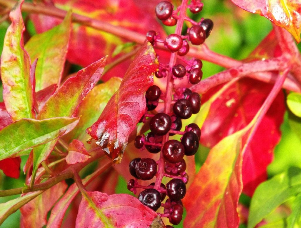 Phytolacca americana