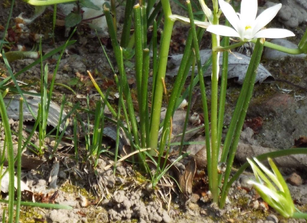 Ornithogalum divergens  (Asparagaceae)