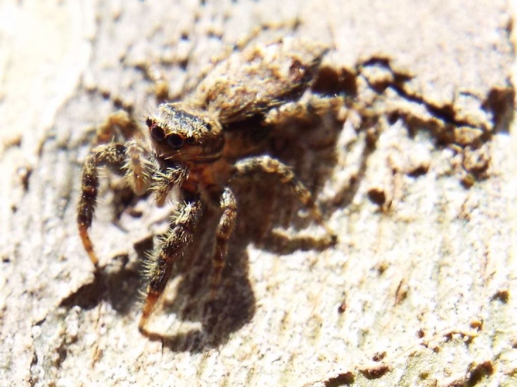 Salticidae: Marpissa muscosa  - Melegnano (MI)