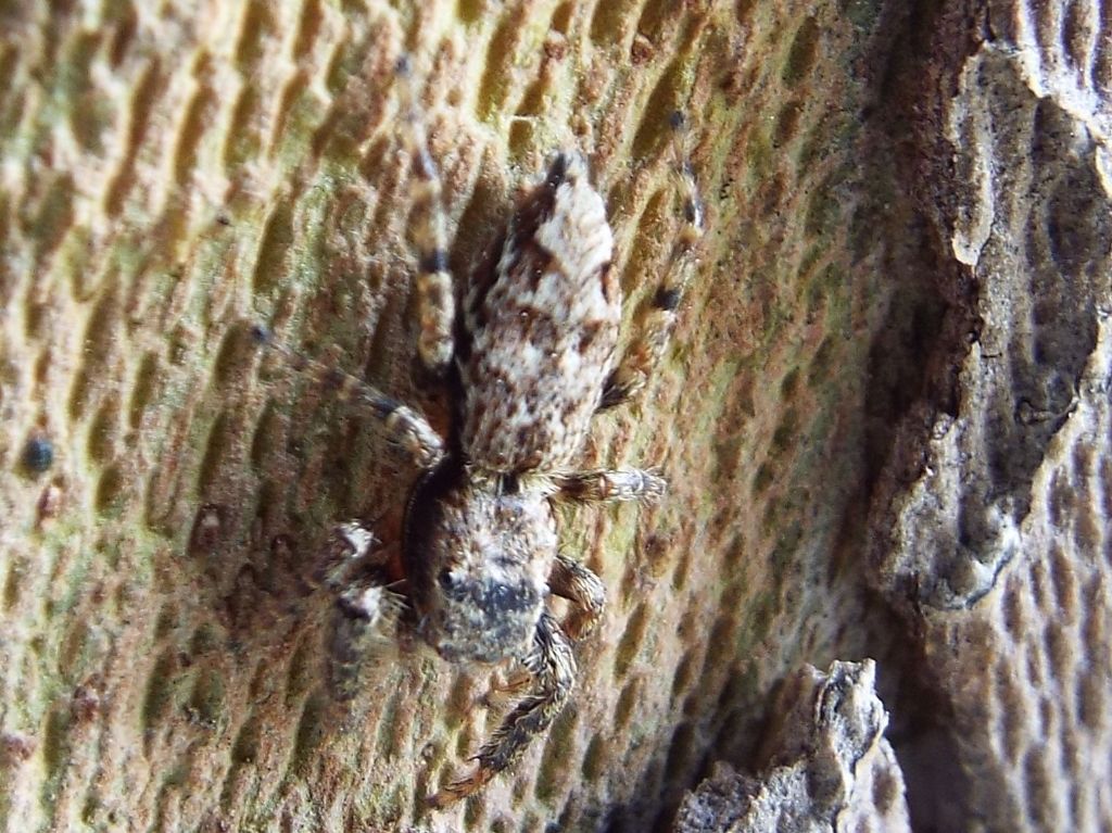 Salticidae: Marpissa muscosa  - Melegnano (MI)