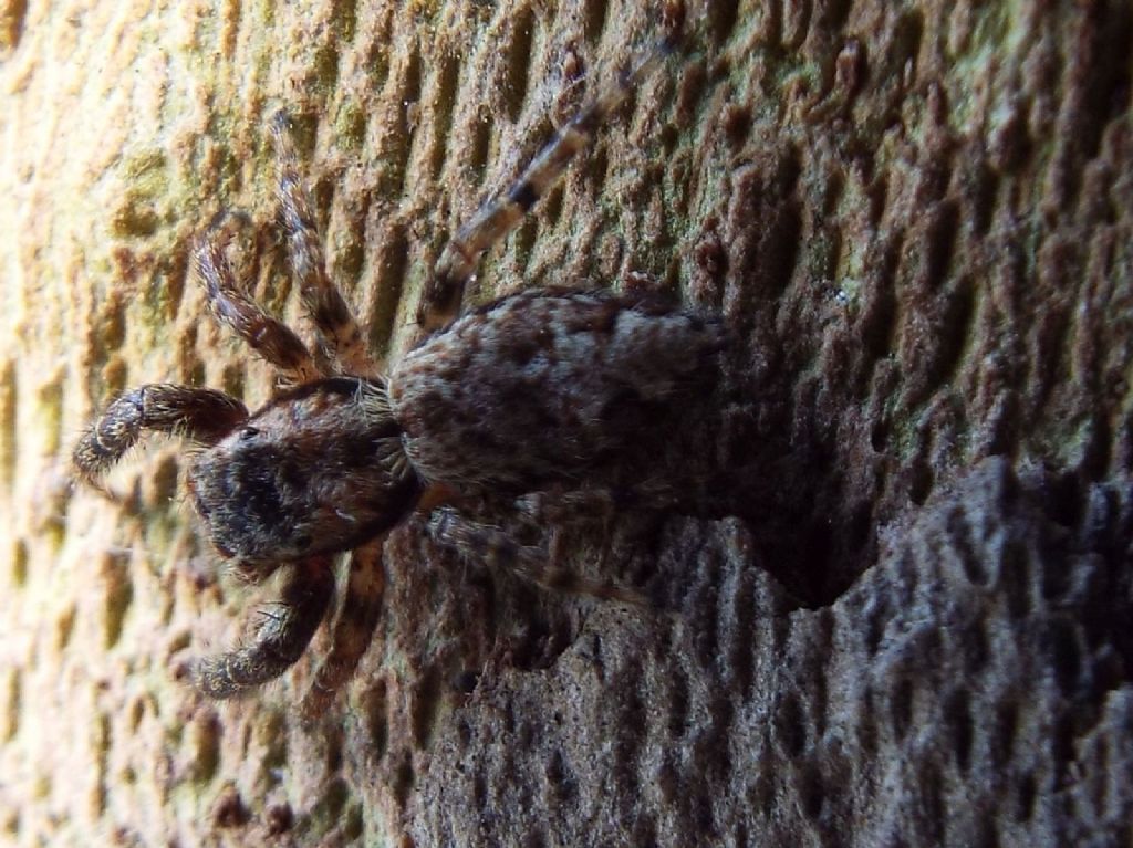 Salticidae: Marpissa muscosa  - Melegnano (MI)