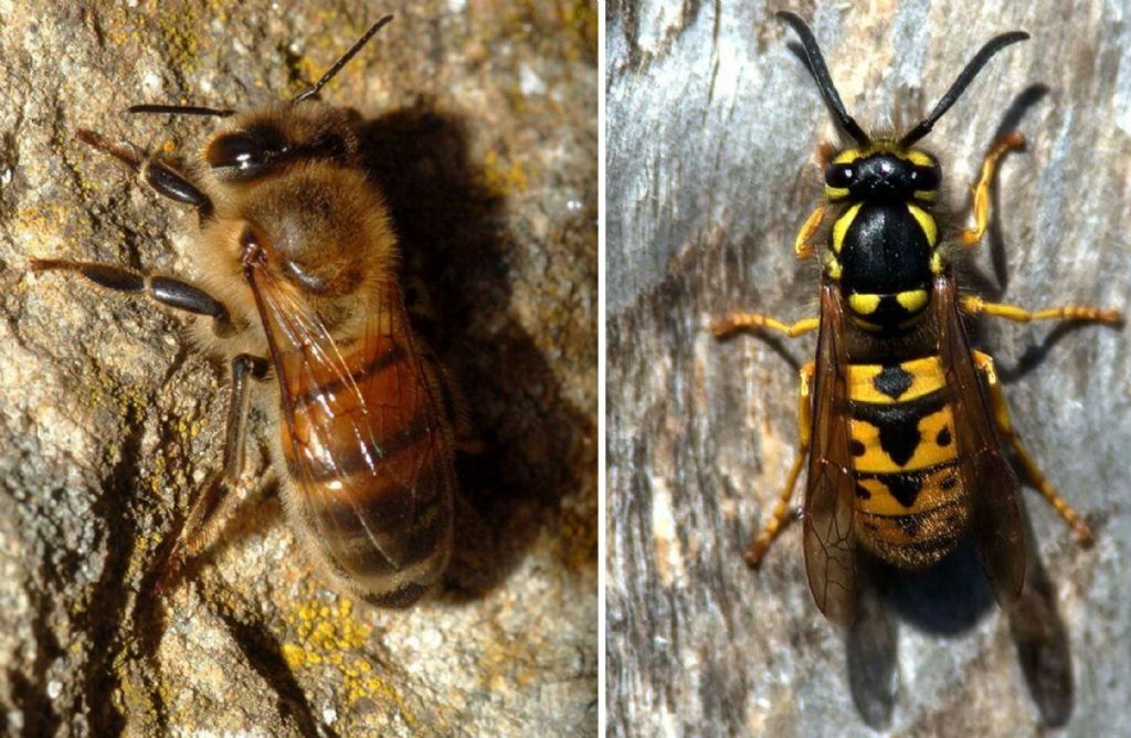 Api o vespe?  Apis mellifera