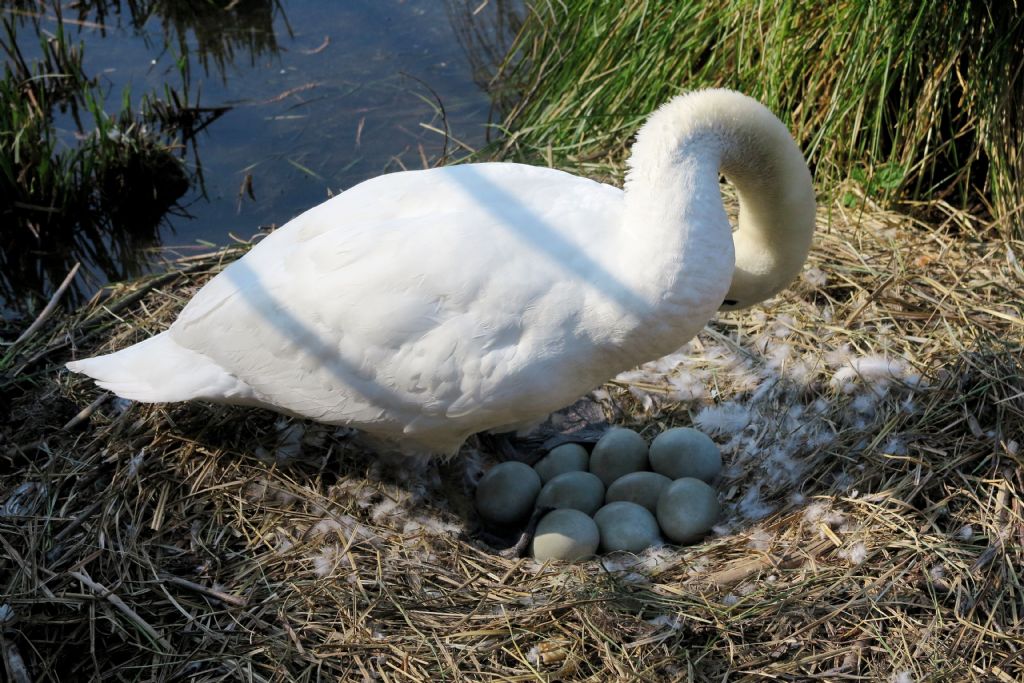 Mamma cigno e mamma cicogna.