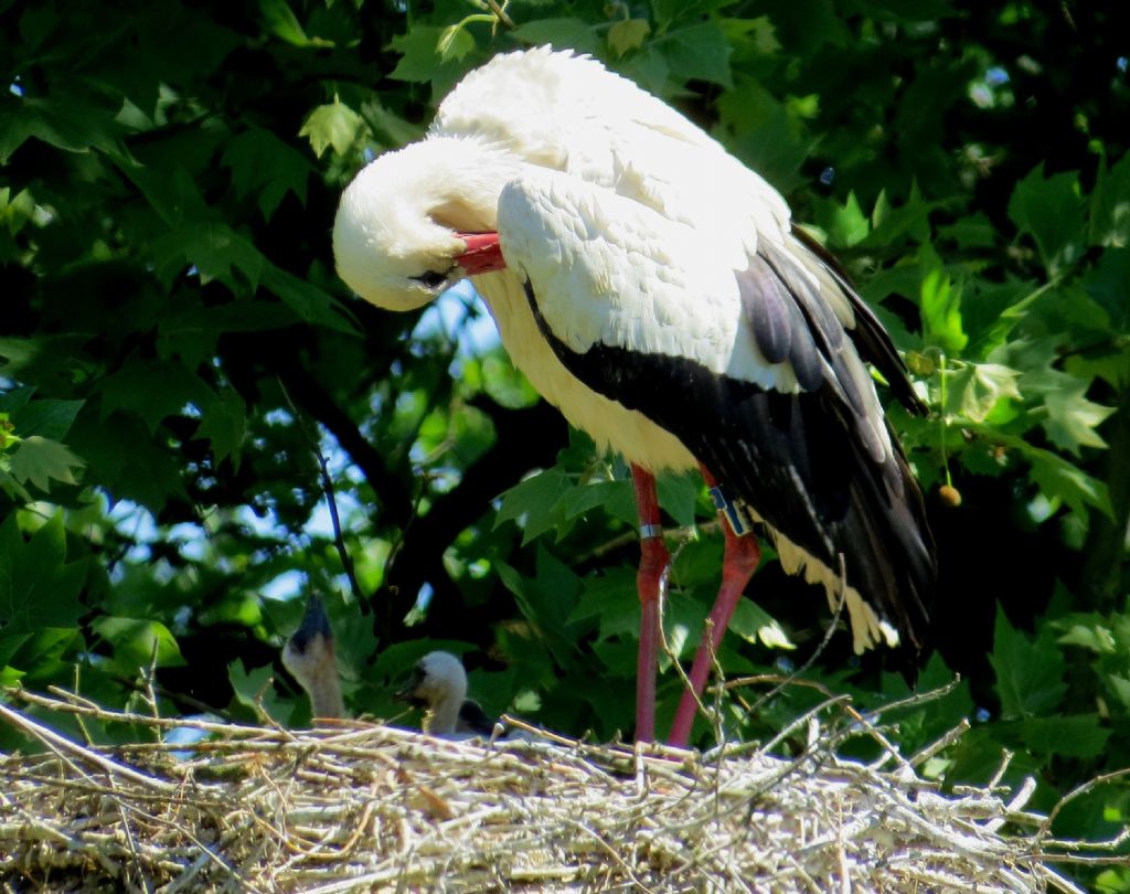Mamma cigno e mamma cicogna.