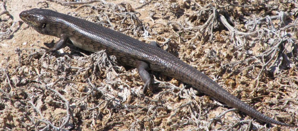 Egernia kingii (Scincidae) - Australia (WA)