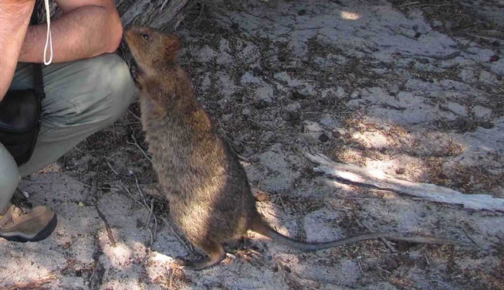 Quokka (Setonix brachyurus) - Australia (WA)