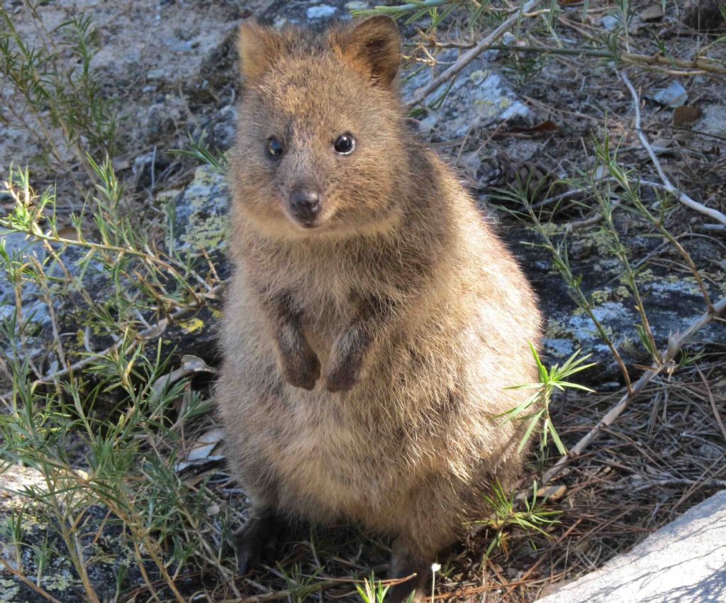 Quokka (Setonix brachyurus) - Australia (WA)