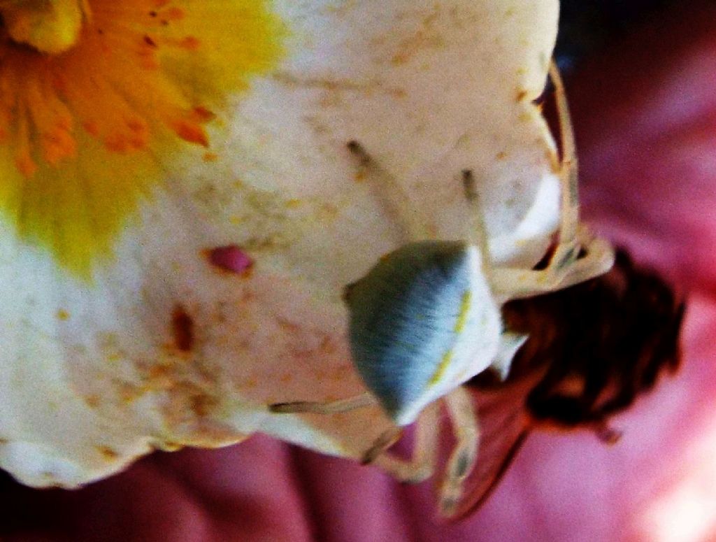 Thomisidae: Thomisus onustus (con preda)  -  Ponsano (Volterra-PI)