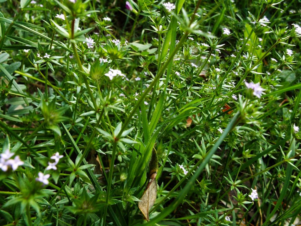 Sherardia arvensis / Toccamano