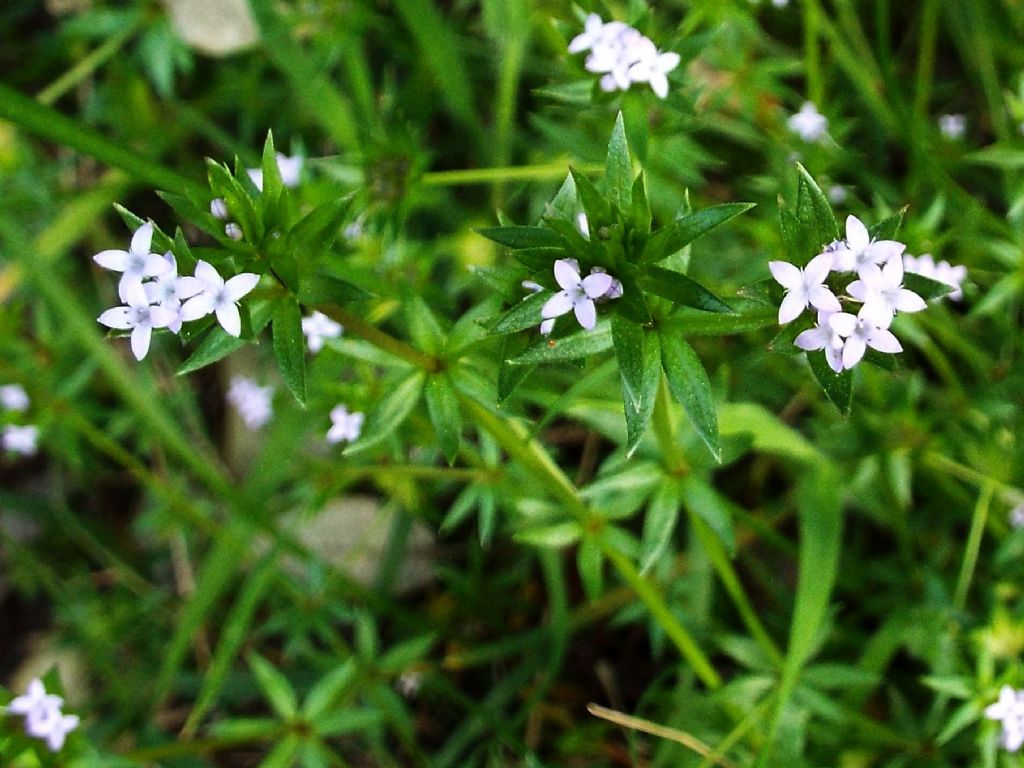 Sherardia arvensis / Toccamano