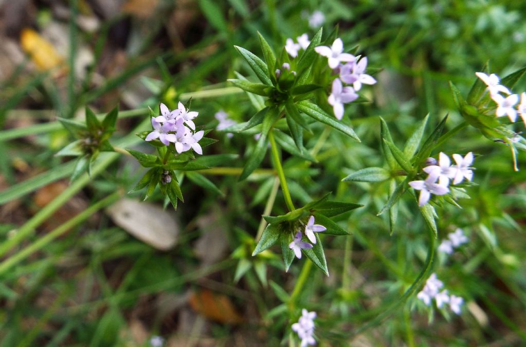 Sherardia arvensis / Toccamano