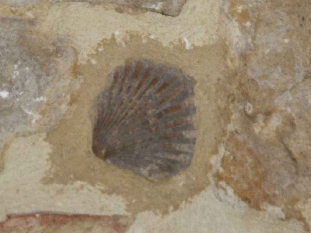 Fossili volterranei