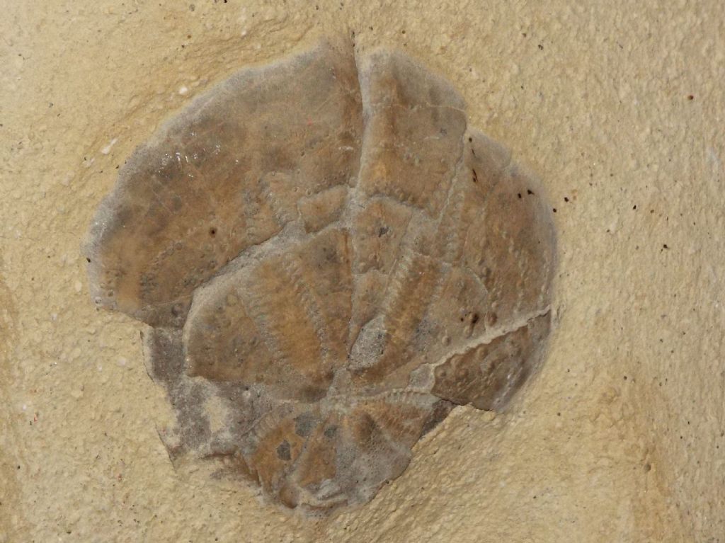 Fossili volterranei