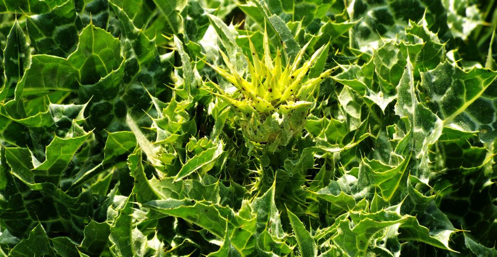 Silybum marianum / Cardo mariano (Asteraceae)
