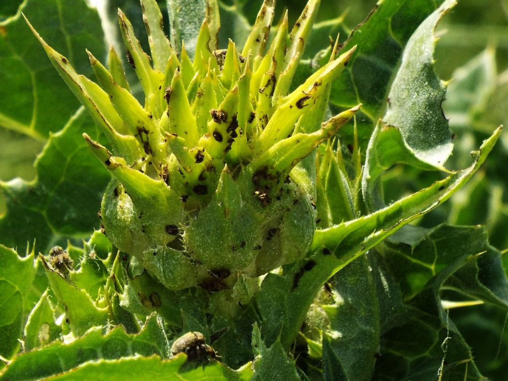 Silybum marianum / Cardo mariano (Asteraceae)
