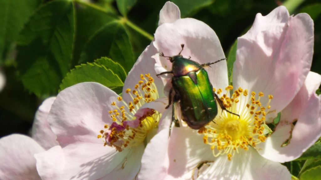 Cetonia aurata?  S, Cetonia aurata pisana (Cetoniidae)