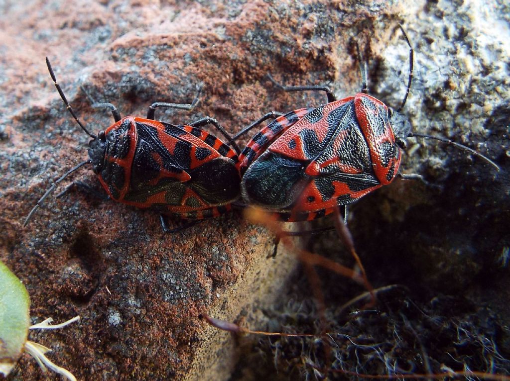 Pentatomidae: Eurydema (Rubrodorsalium) ventralis (in accoppiamento)