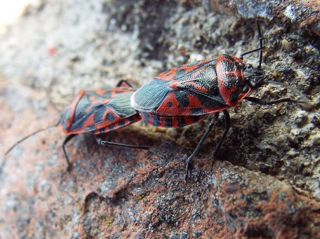 Pentatomidae: Eurydema (Rubrodorsalium) ventralis (in accoppiamento)
