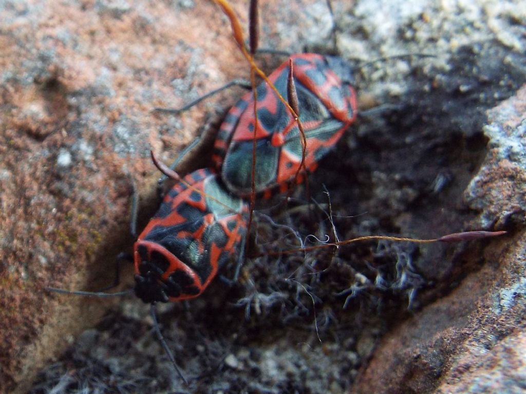Pentatomidae: Eurydema (Rubrodorsalium) ventralis (in accoppiamento)