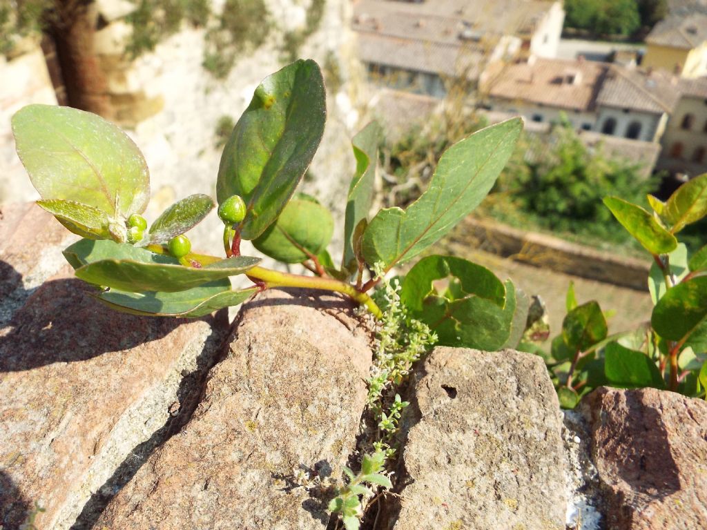 Capparis spinosa / Cappero