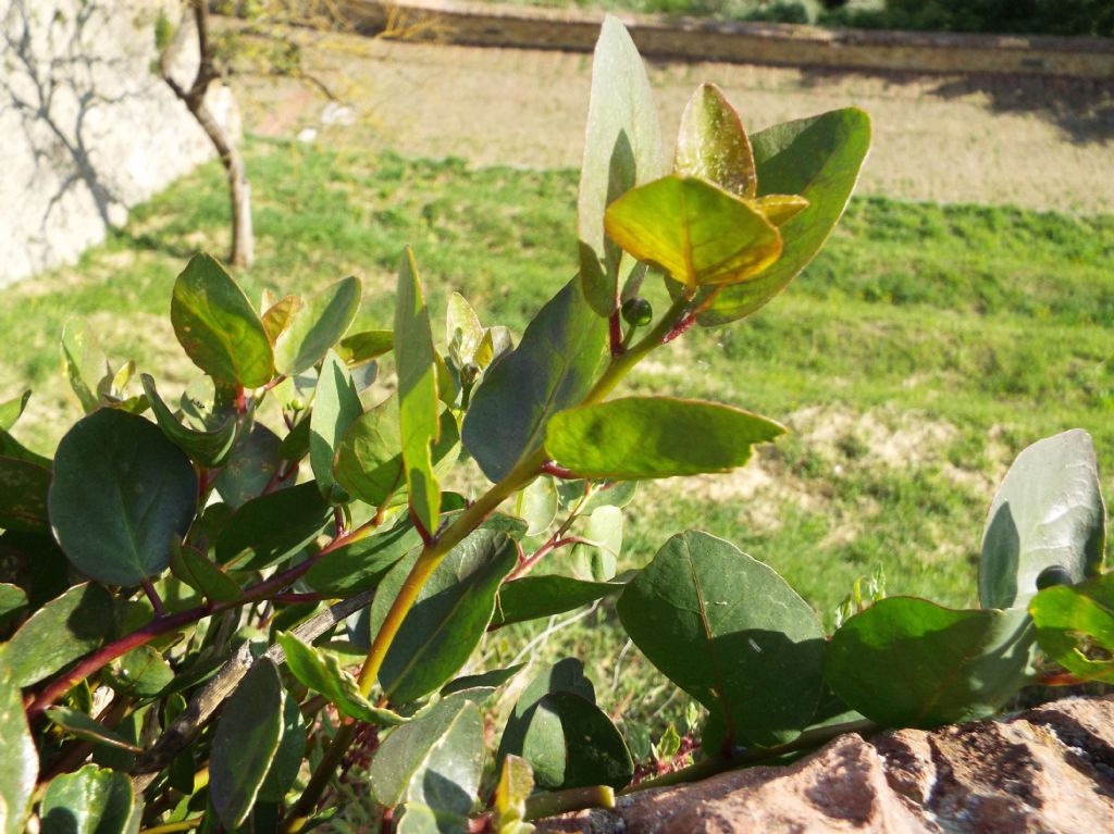 Capparis spinosa / Cappero