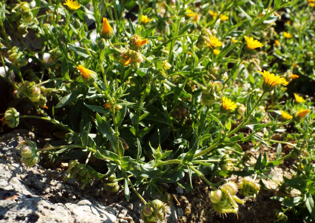 Calendula arvensis / Fiorrancio selvatico