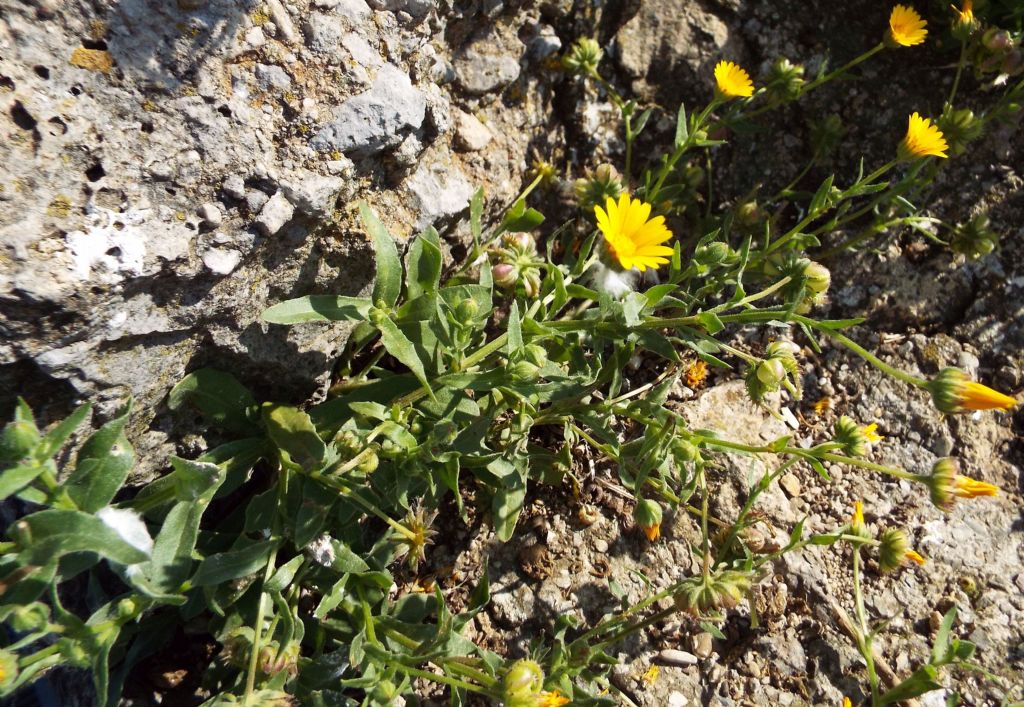 Calendula arvensis / Fiorrancio selvatico