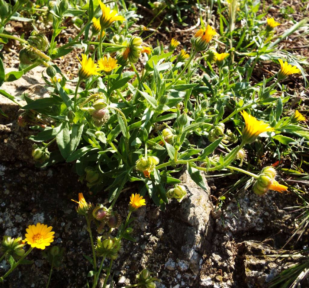 Calendula arvensis / Fiorrancio selvatico