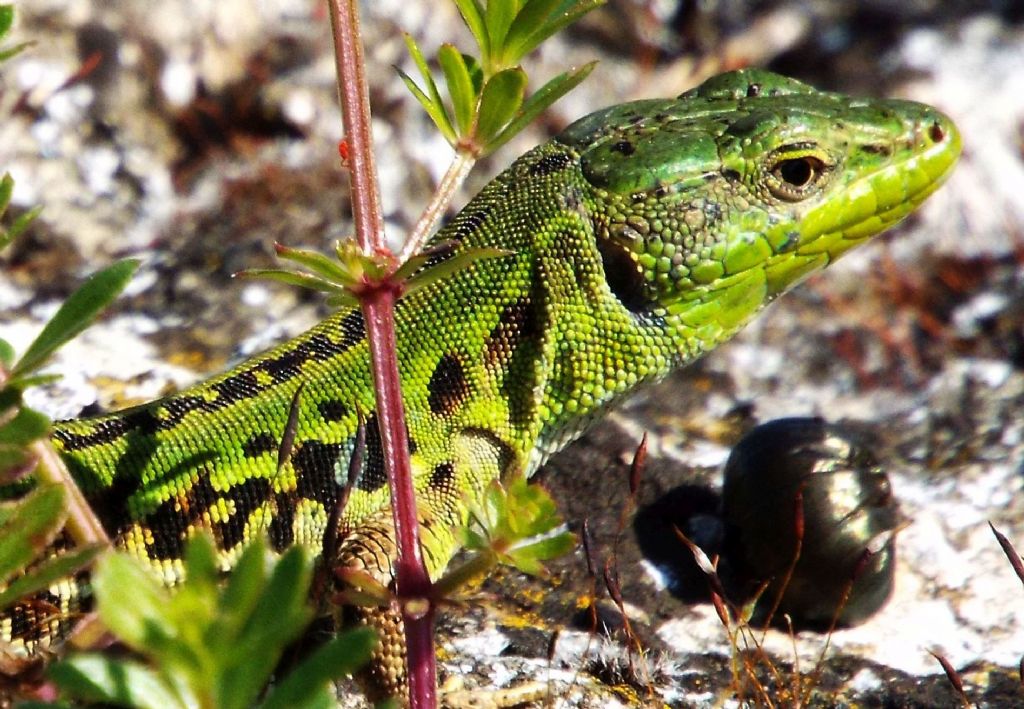 Podarcis siculus con preda