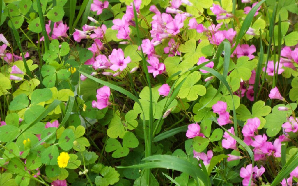 Oxalis articulata (Oxalidaceae) [e  Medicago arabica (Fabaceae)]