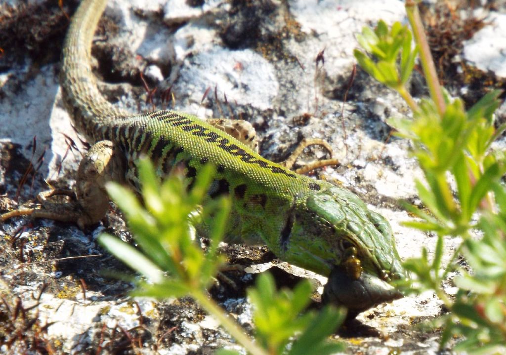 Podarcis siculus con preda